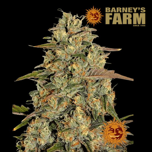 Amnesia Lemon Femm - 420 Farm