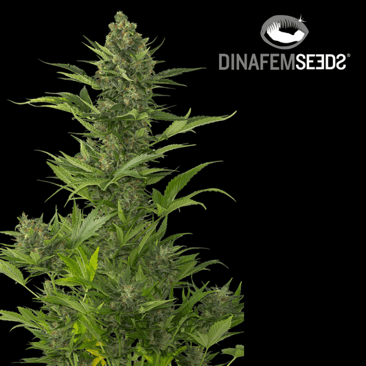 Amnesia XXL Auto - 420 Farm