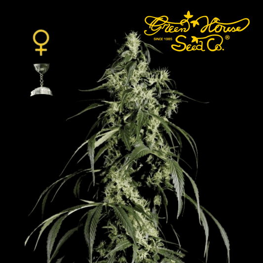 Arjans Haze #1 Femm - 420 Farm