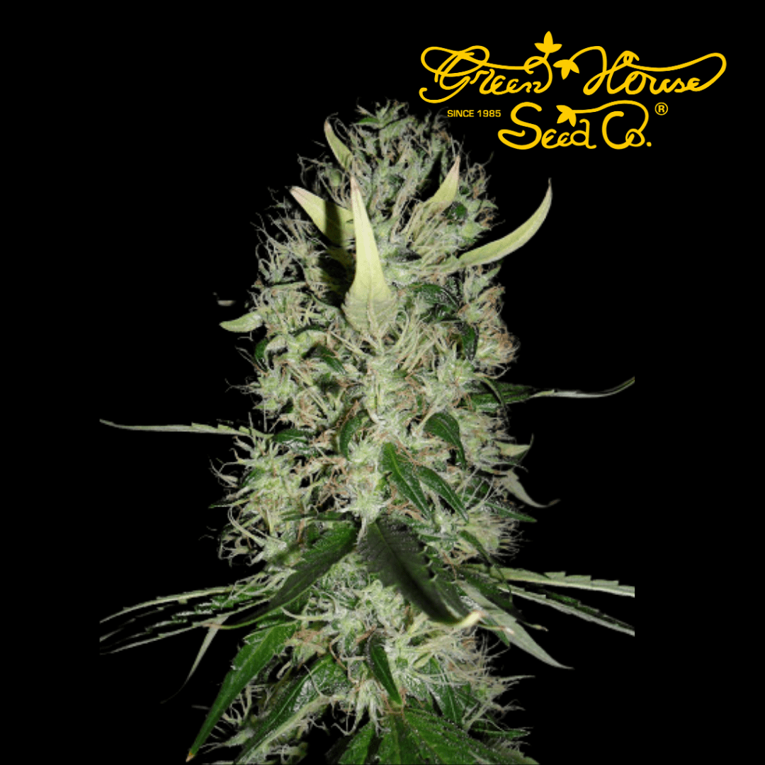 Arjans Haze #3 Femm - 420 Farm