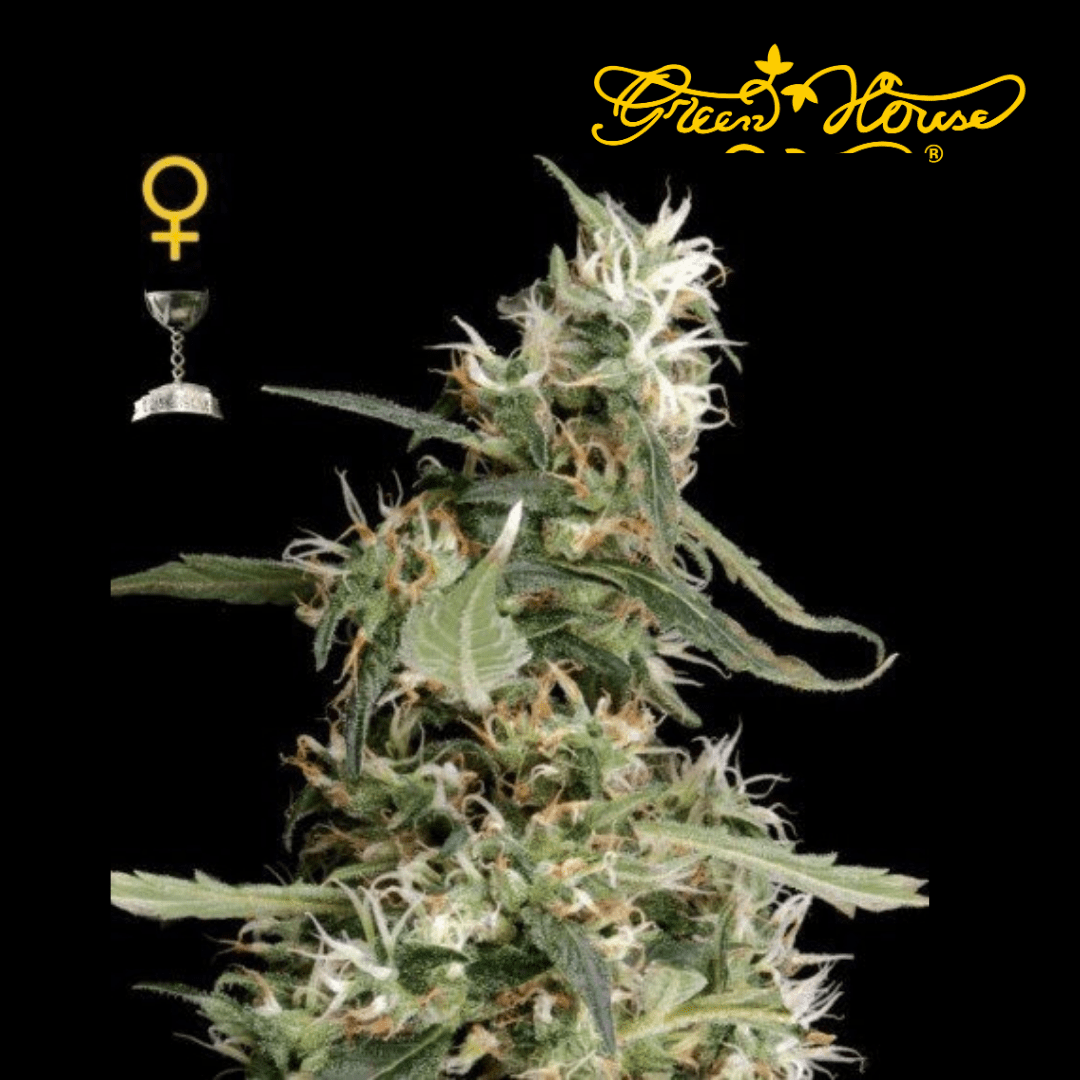 Arjans Ultra Haze #1 Femm - 420 Farm