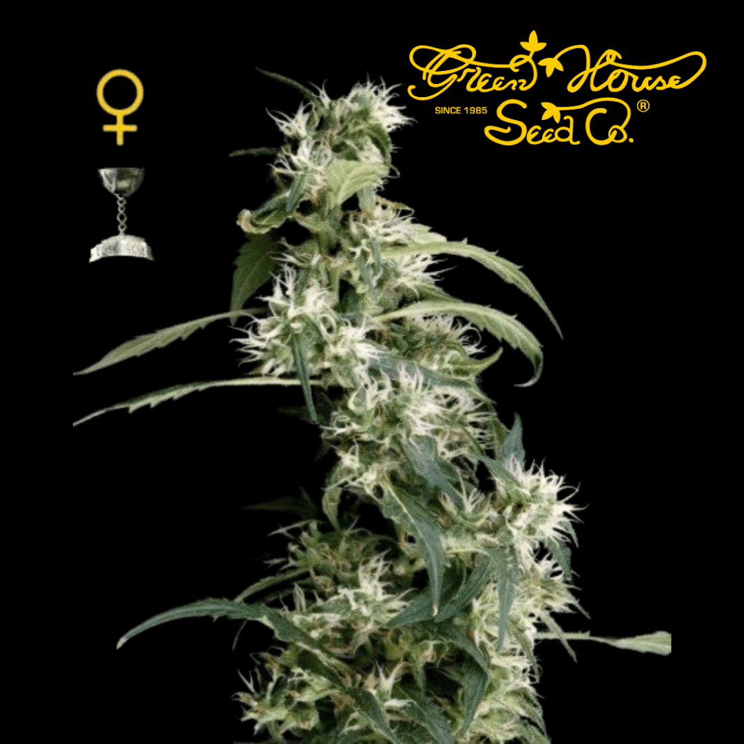 Arjans Ultra Haze #2 Femm - 420 Farm