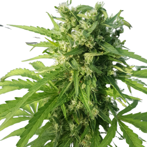 BANANA HYBRID - TALEA CBD - 420 Farm