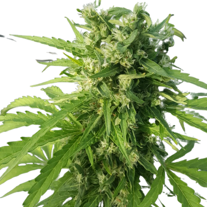 BANANA HYBRID - TALEA CBD - 420 Farm