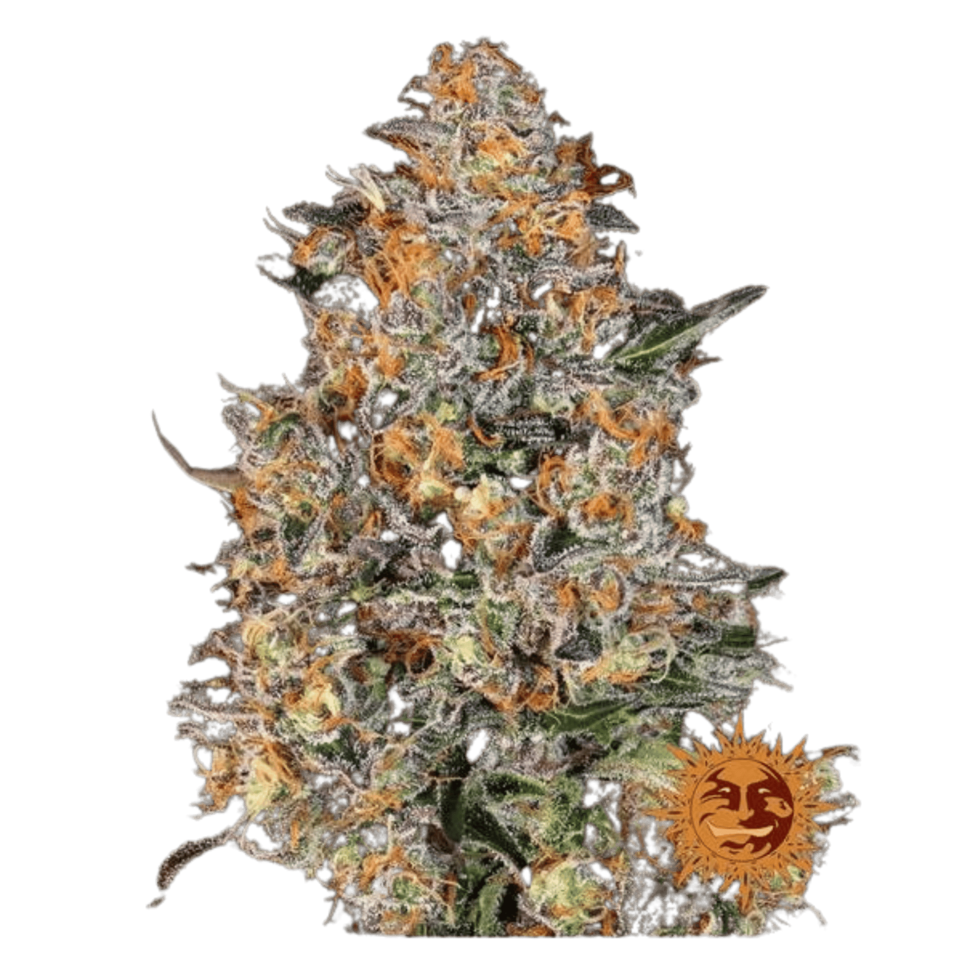 Bubba Kush - 420 Farm