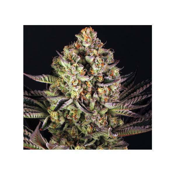 Barney's Farm - DOS SI DOS 33 - 1 fem - 420 Farm