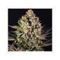 Barney's Farm - DOS SI DOS 33 - 5 fem - 420 Farm