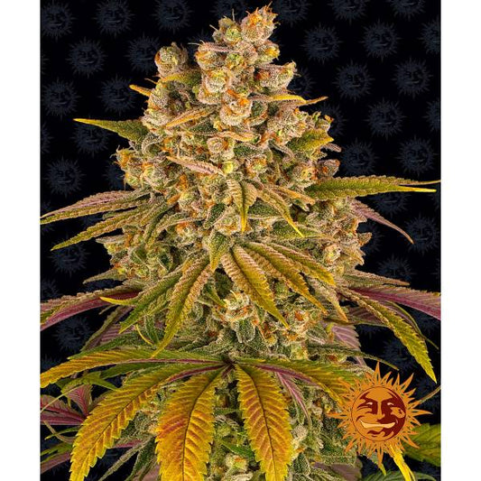 BARNEY'S FARM - LEMON TREE - 5 FEM - 420 Farm