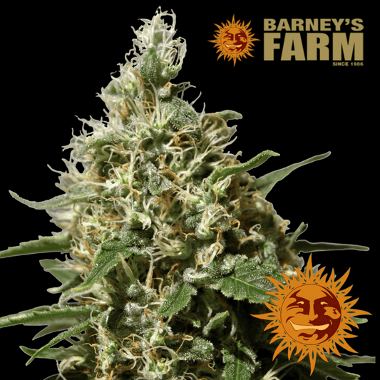 Peppermint Kush Femm - 420 Farm