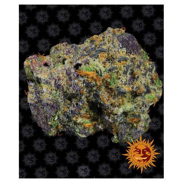 Barney's Farm - Runtz Muffin - 10 fem - 420 Farm