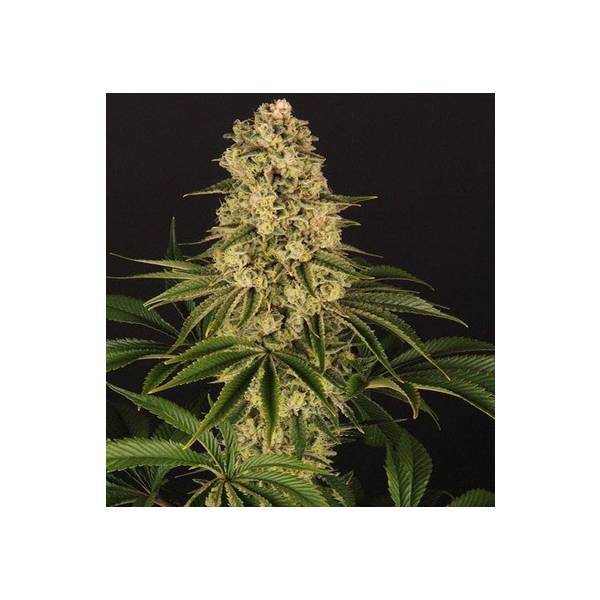 Barney's Farm - Tropicanna Banana -  10 fem - 420 Farm