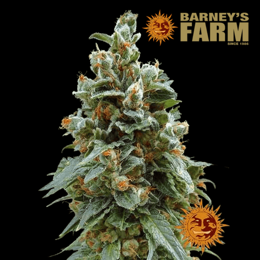 Vanilla Kush Femm - 420 Farm