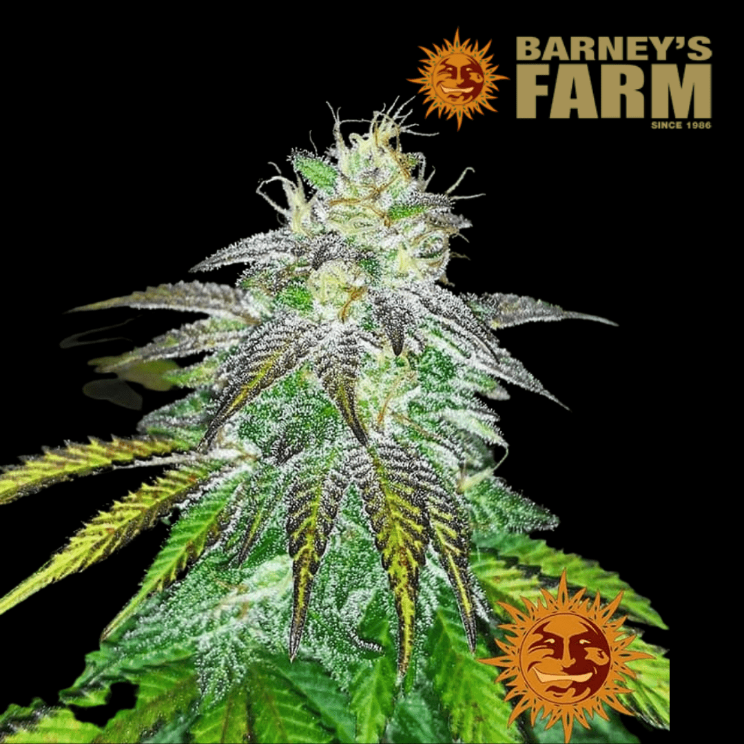 Violator Kush Femm - 420 Farm