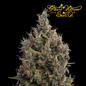 Big Bang Auto - 420 Farm