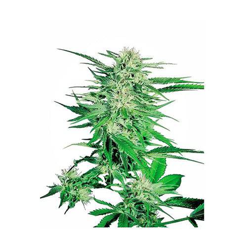 Big Bud 10 Semi Regolari - 420 Farm