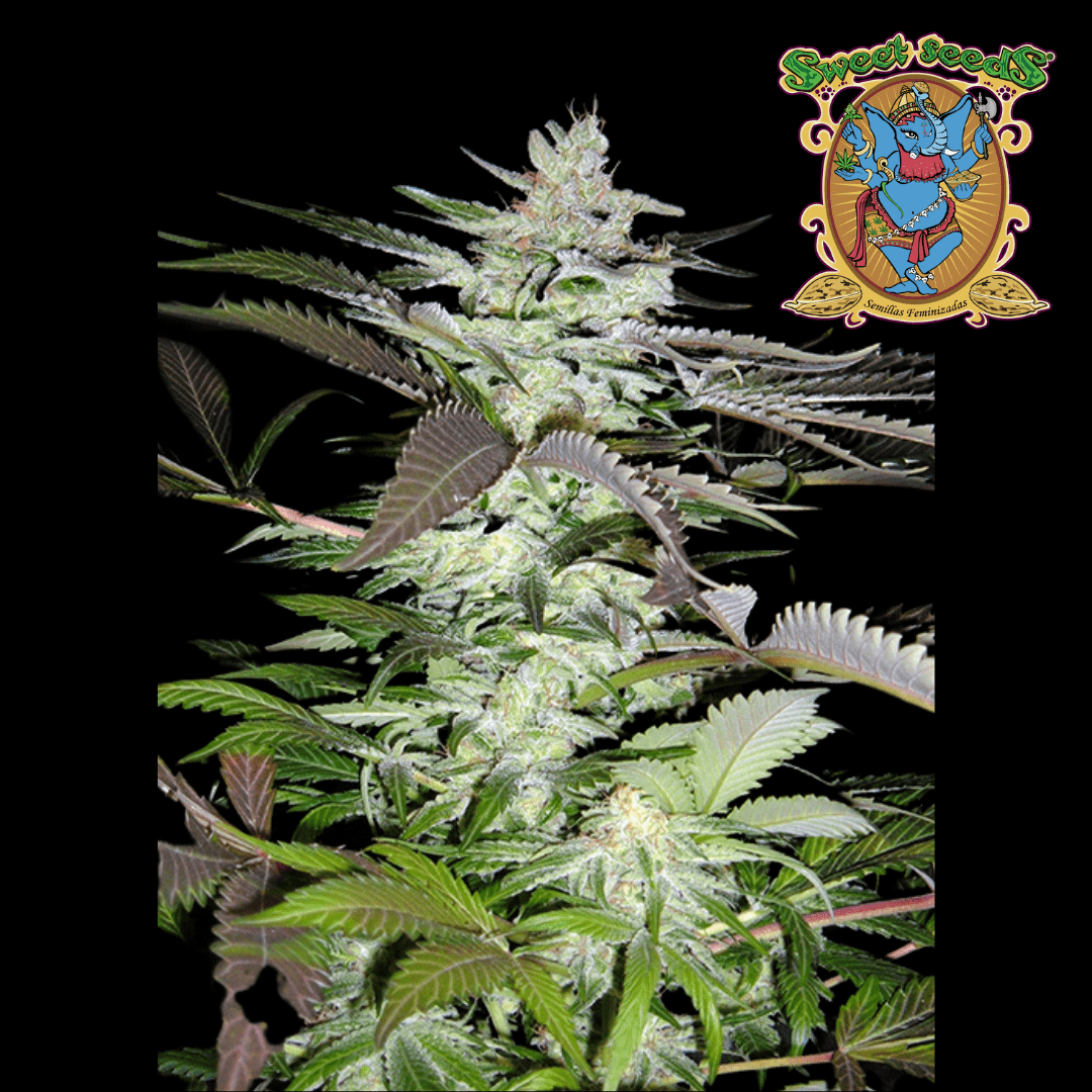 Black Jack Auto - 420 Farm