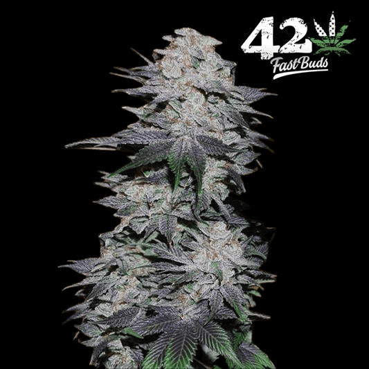 Blackberry Auto - 420 Farm