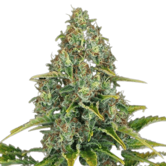 Blueberry Cheese Auto - 420 Farm