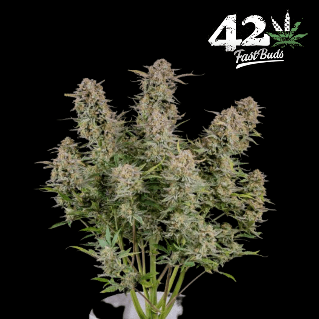 Bruce Banner Auto - 420 Farm