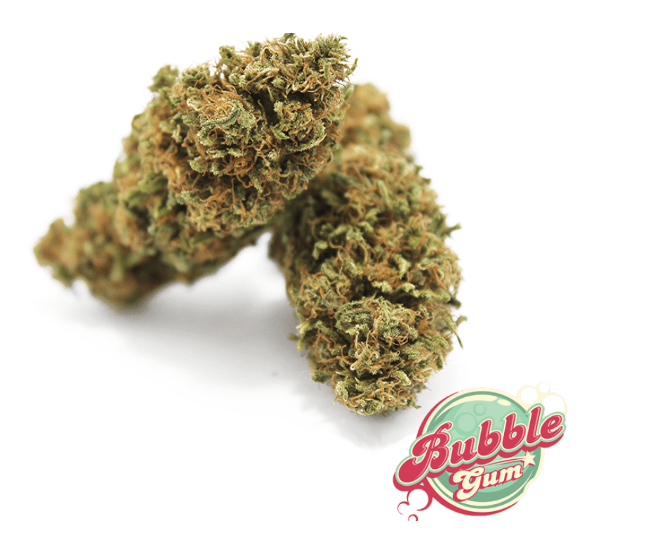 Bubble Gum Infiorescenze - 420 Farm