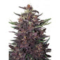 Buddha Purple Kush 10 semi Auto - 420 Farm