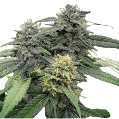 CANNATONIC BZ1 - TALEA CBD - 420 Farm