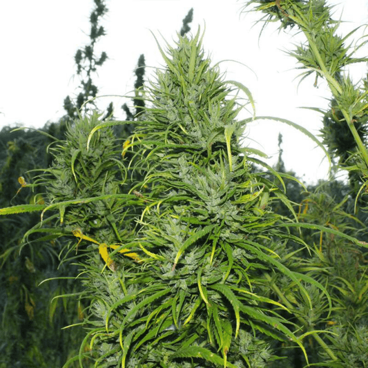 Carmagnola (Semi certificati) - 420 Farm