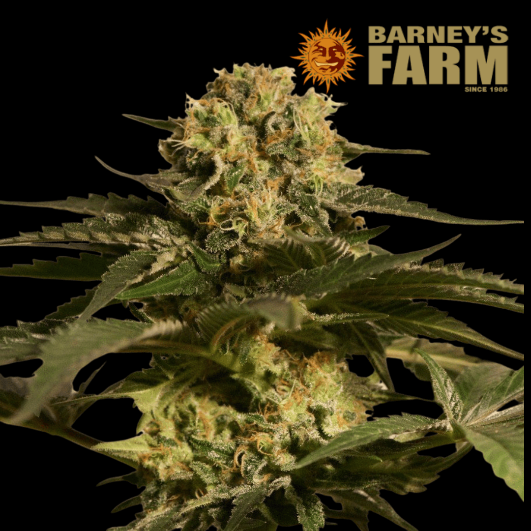 CBD Critical Cure Femm - 420 Farm