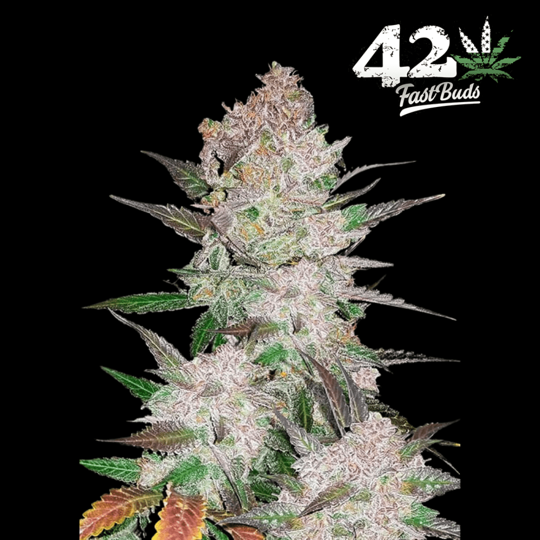 Cream Cookies Auto - 420 Farm