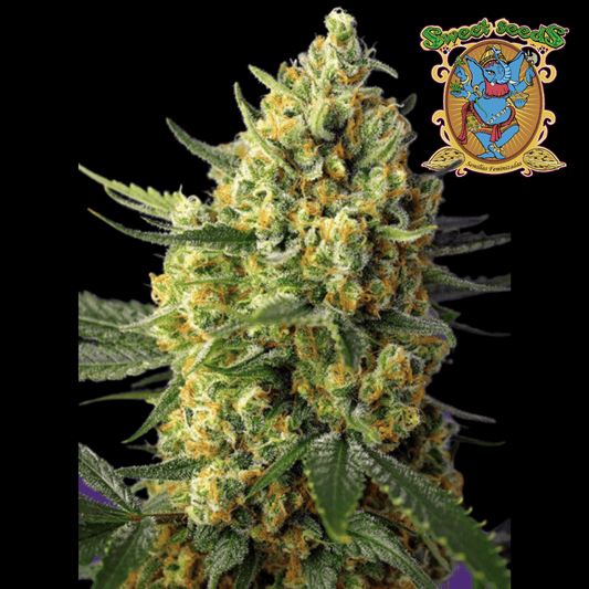 Crystal Candy Auto XL - 420 Farm