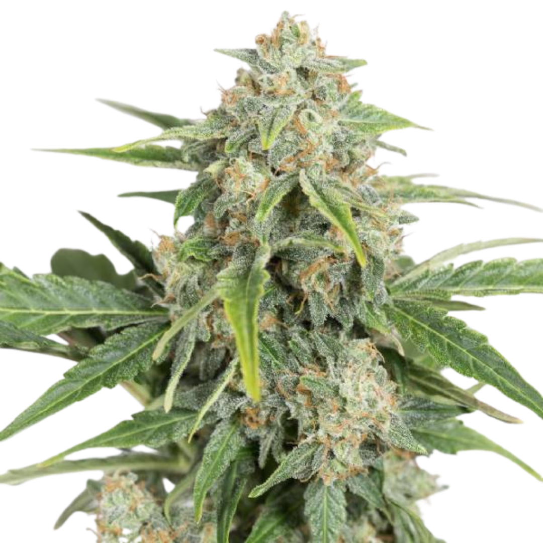 Dinafem - Dinamed CBD Auto - 420 Farm