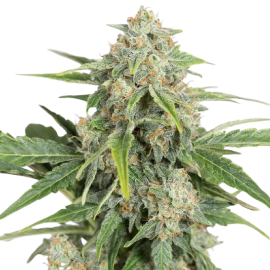 Dinafem - Dinamed CBD Auto - 420 Farm