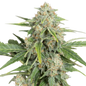 Dinafem - Dinamed CBD Auto - 420 Farm