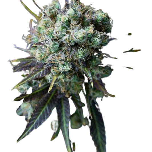 DINAFEM - DINAMED CBD Femm - 420 Farm