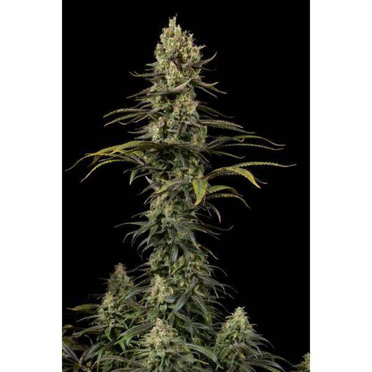 Dinafem - Early Amnesia CBD - 5 fem - 420 Farm