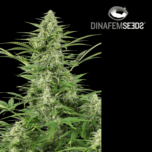 Dinamex Auto - 420 Farm