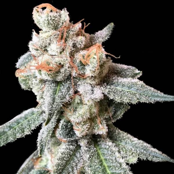 DNA GENETICS - BT7 6 Semi - 420 Farm