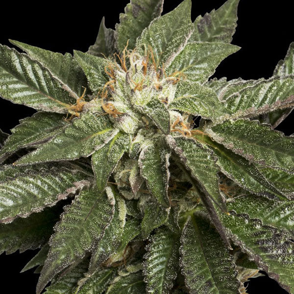 DNA GENETICS - LA CONFIDENTIAL 6 Semi - 420 Farm