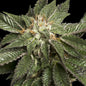 DNA GENETICS - LA CONFIDENTIAL 6 Semi - 420 Farm