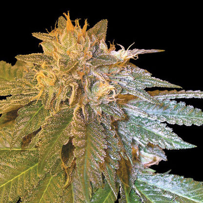 DNA GENETICS - LA CONFIDENTIAL 6 Semi - 420 Farm