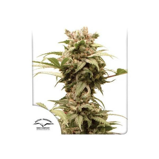 DUTCH PASSION - AUTO CBG FORCE - 420 Farm