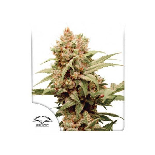 DUTCH PASSION - CBG FORCE - 420 Farm