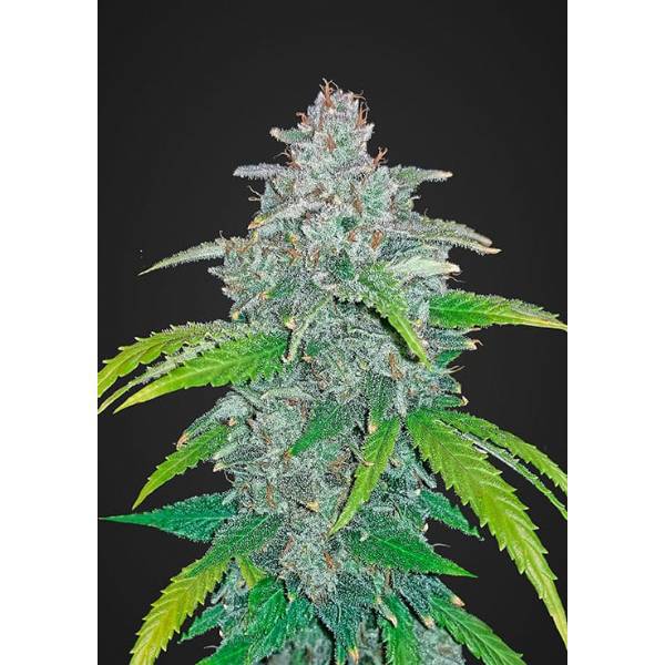 Fast Buds - Blue Dream ' Matic - 5 Auto - 420 Farm