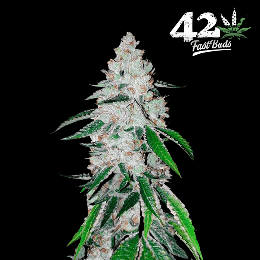 West Coast O.G. Auto - 420 Farm