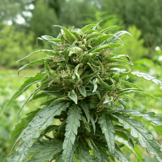 Finola (Semi Certificati) - 420 Farm