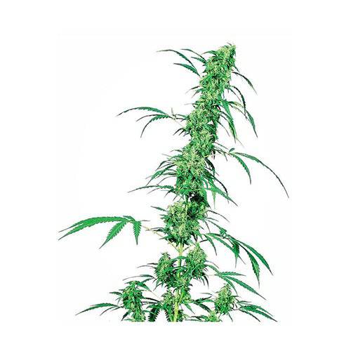 Fruity Juice 10 Semi Regolari - 420 Farm