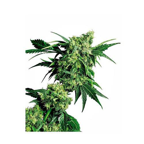 G13 X Hash Plant 10 Semi Regolari - 420 Farm