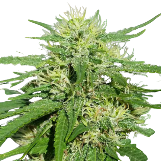 GREEN POISON - TALEA CBD - 420 Farm