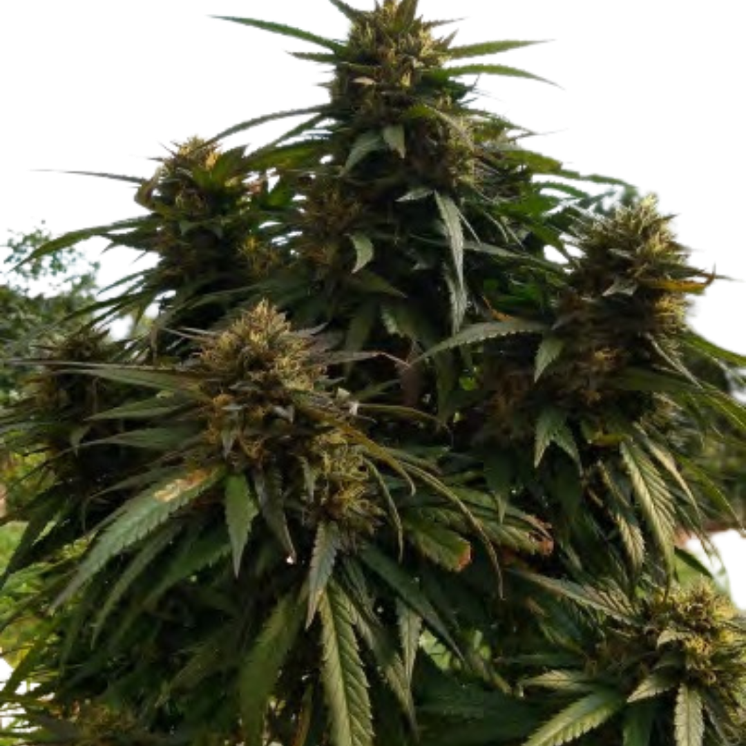 HARLEQUIN - TALEA CBD - 420 Farm