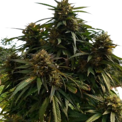 HARLEQUIN - TALEA CBD - 420 Farm